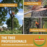 Trained & Qualified Tree Professionals