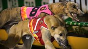Greyhound Racing tips Australia: Premium Membership
