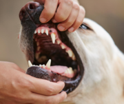 Dental Pet Products from Vetsupply