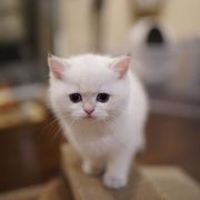 Female Munchkin Kitten