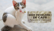 Skin Problems In Cats | Symptoms & Treatment | DiscountPetCare