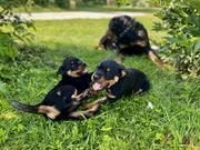 Quality Quality Rottweiler for sale