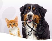 Greystanes Vet Clinic - Veterinary Care Services