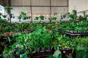 Sydney - Huge Indoor Plant Warehouse Sale 