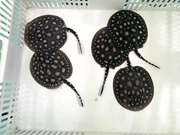 Arowana fishes Available