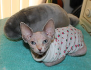 female Sphynx for adoption
