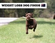 Weight Control Dog Food Online | Low-Calorie & Healthy Diet