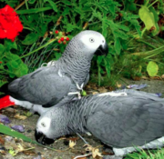 African Grey Parrot