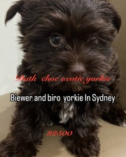 Choc Yorkshire terrier 