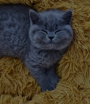 British shorthair kittens for adoption