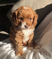 Cavoodle puppies and adult for adoption males and female 