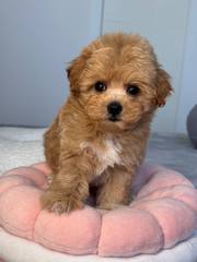 Top Healthy Maltipoo Puppies Available For Sale