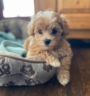 Maltipoo puppies for adoption 