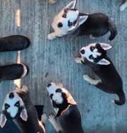 Vaccinated and dewormed Huskies