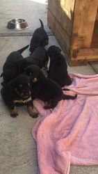  Beautiful 8 weeks Rottweiler Puppy Looking for Loving Home