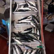 Wholesale Frozen Atlantic Mackerel for Sale 