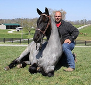 Tennessee Blue Roan For Sale.