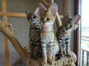 Savannah Kittens Available