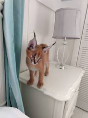 Caracal kittens available 
