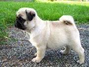 Pug puppies available.......