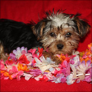 cute and love tea cup yorkieshire puppy for sale.