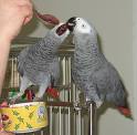 vocabulary african grey parrots for sale