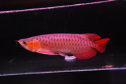 Super red and Chili red Arowana for sale 