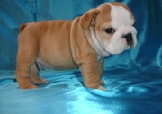 cute english bulldog puppy for sale