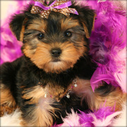 Adorable teacup yorkie puppies now available