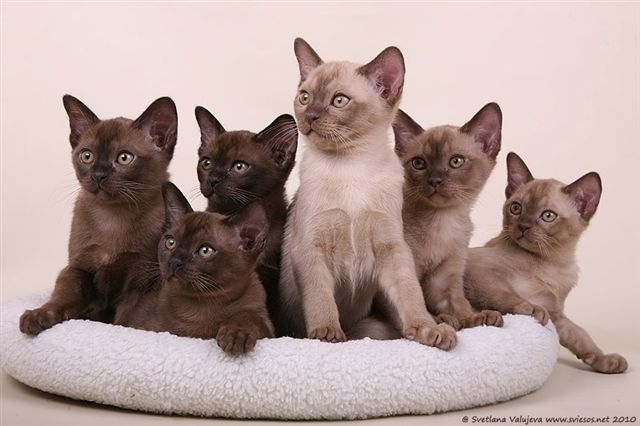 European burmese - Sydney