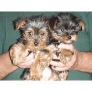 Adorable Teacup maltese Puppies For Sale