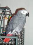 African gray parrots for rehoming 