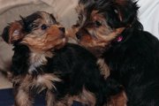 two gorgeous yorkie puppies for adoption to a very good and caring hom