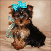 Lovely Teacup Yorkshire Terrier Puppies For Sale