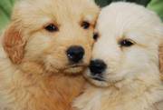 Beautiful Purebreed Golden Retriver Puppies for sale