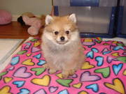  PUREBRED POMERANIANS WITH ONLY 2  MALES LEFT,  READY TO GO NOW  
