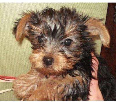 Yorkies Puppies For Sale. Top Quolity Yorkie Puppy For