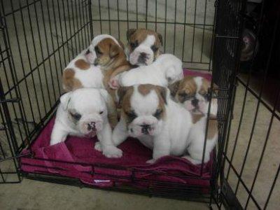 Famly bulldog puppies for