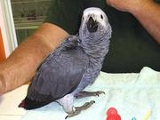 Hand Raised African Grey Parrots for adoption