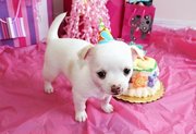 Akc registered T cup Chihuahua puppies