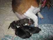 Tri-coloured Beagle Puppies NEW LITTER