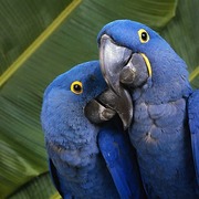 Hyacinth+macaw+parrots+for+sale