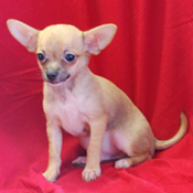  adorable chihuahua(teacup)for a happy family