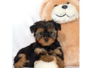  Yorkshire Terrier Puppies for sale 