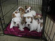 Famly bulldog puppies for adoption