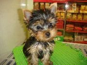 Affectionate and playful little baby T-cup Yorkie.