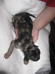 GREAT DANE PUPS FOR SALE