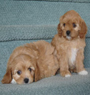 The Parents of a Cavoodle are a King Charles Cavalier and Toy Poodle