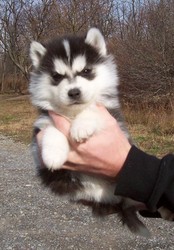 Sierian Husky Puppies For New Homes
