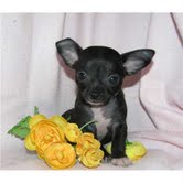 black and tan tcup chihuahua puppy